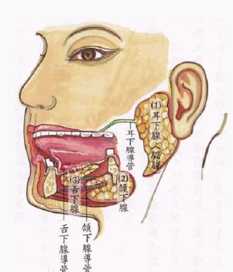 舌抵上腭