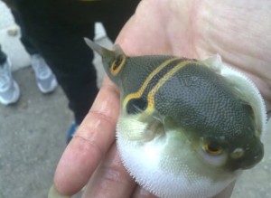 河鲀
