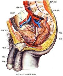 生殖系统