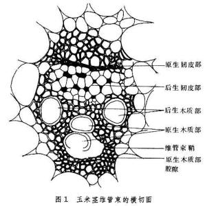 水稻维管束结构图图片