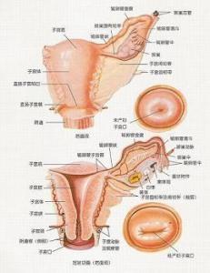 左卵巢囊性结构图片