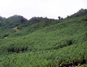 一街乡万亩华山松