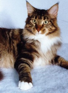 缅因猫