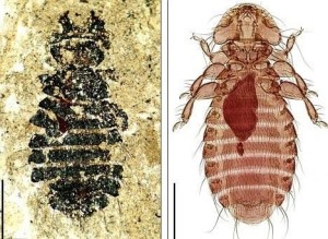 4400万年前的虱子（左）