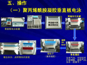 聚丙烯酰胺凝胶电泳