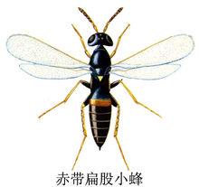 扁股小蜂科（赤带扁股小蜂）