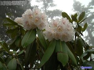 大叶金顶杜鹃