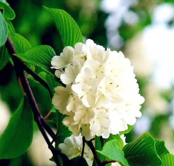 琼花
