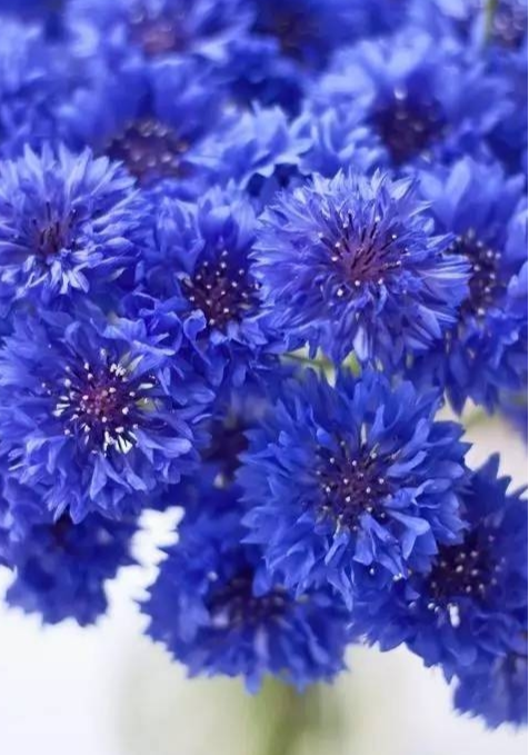 矢车菊