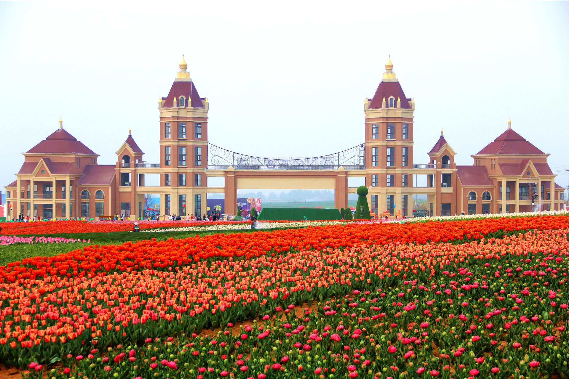万安山豪泽国际郁金香花海
