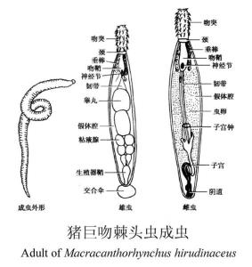 棘头虫