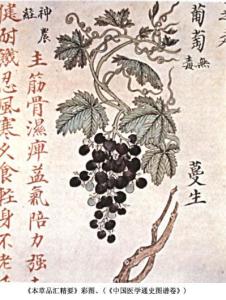 鸡肠草图3