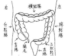 乙状结肠