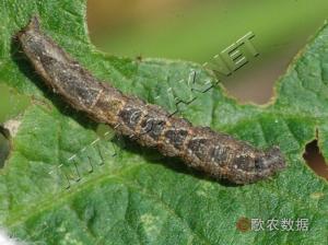 杂食性昆虫