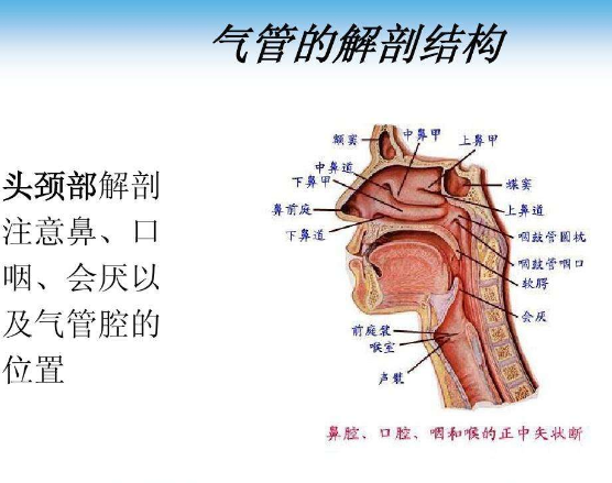 气管