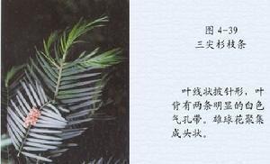 三尖杉科