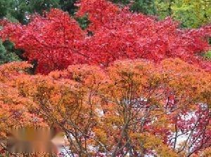 百望山森林公园