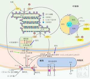 光形态建成