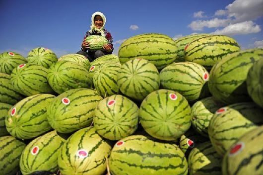 香山压砂西瓜