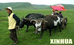 狼渡草原 狼渡草原