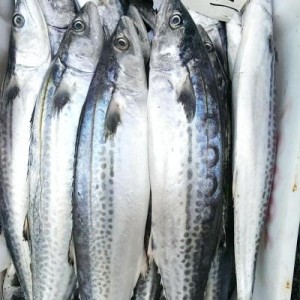 青占鱼