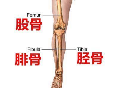 胫骨 搜狗百科 胫骨 搜狗百科