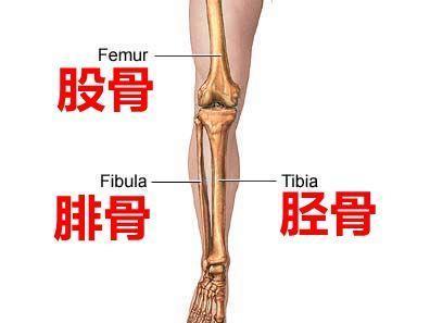 胫骨 搜狗百科