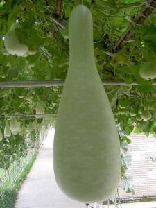 菜葫芦