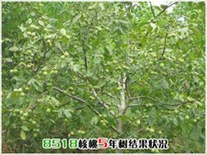 8518核桃生长周期展示