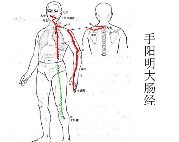 背部大肠经位置图图片