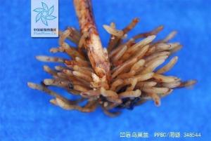 凹唇鸟巢兰根茎