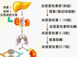 血管紧张素转换酶抑制剂