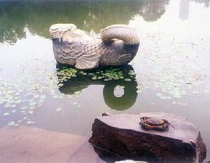 翻尾石鱼