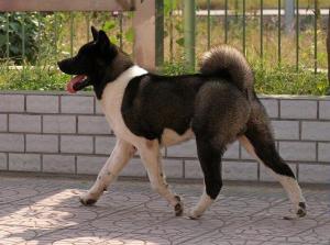 美系秋田犬