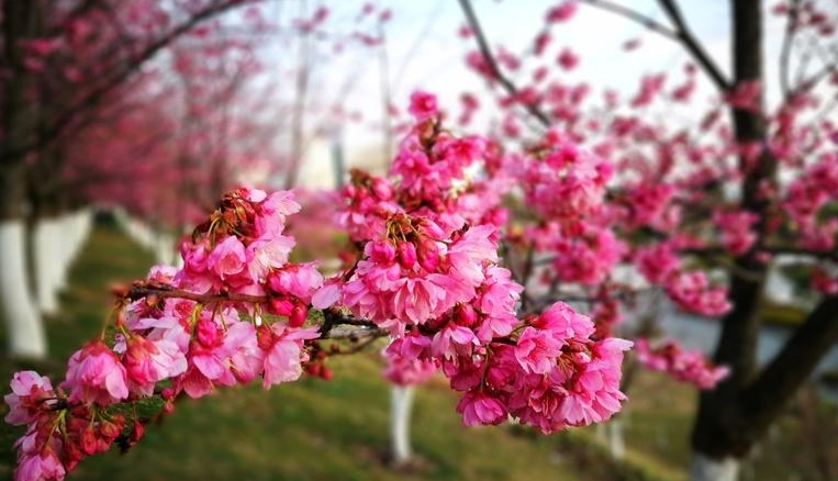 云南樱花