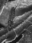 Rhopalomyia californica，瘿蚊的一种。