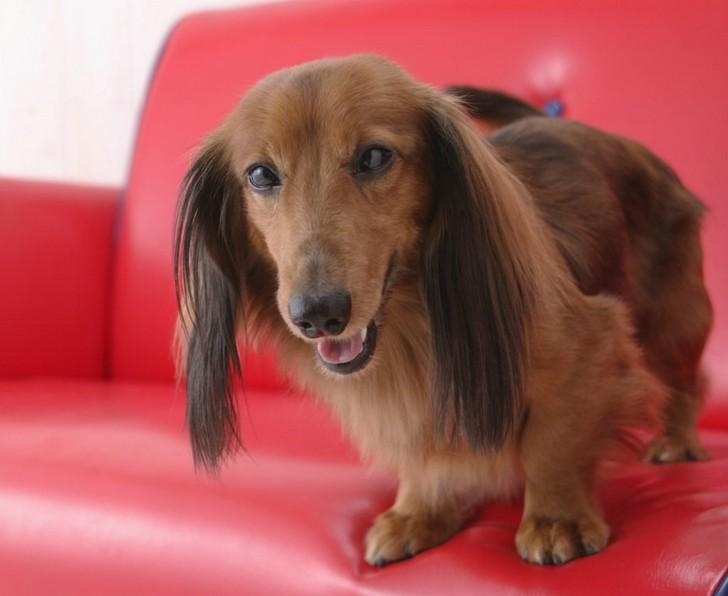 腊肠犬
