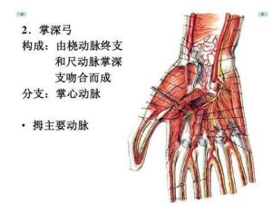 手腕上的动脉血管图图片