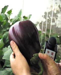 太空育种茄子