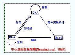 遗传密码