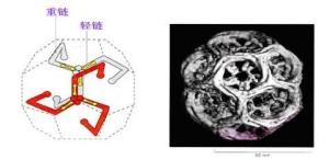 网格蛋白示意图