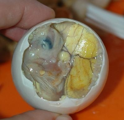 活珠子图册