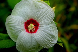 芙蓉葵