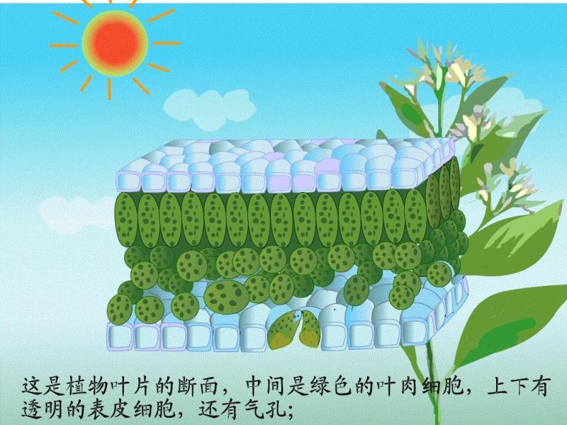 叶肉细胞 搜狗百科 叶肉细胞 搜狗百科