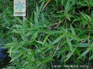小琴丝竹枝叶