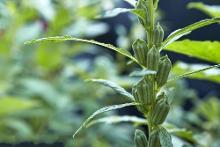 芝麻植物形态