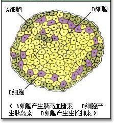 胰岛内各种细胞的分布