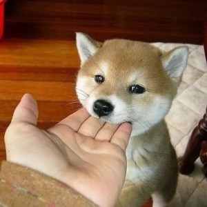 柴犬