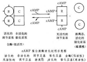 蛋白激酶