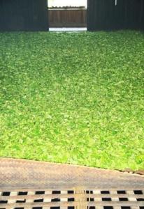 小种红茶采制